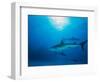 Reef Sharks, Walker's Cay, Bahamas-Shirley Vanderbilt-Framed Photographic Print