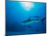 Reef Sharks, Walker's Cay, Bahamas-Shirley Vanderbilt-Mounted Photographic Print