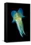 Reef Squid-Matthew Oldfield-Framed Stretched Canvas