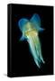 Reef Squid-Matthew Oldfield-Framed Stretched Canvas