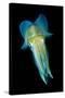 Reef Squid-Matthew Oldfield-Stretched Canvas