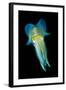 Reef Squid-Matthew Oldfield-Framed Premium Photographic Print