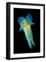 Reef Squid-Matthew Oldfield-Framed Photographic Print