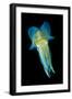 Reef Squid-Matthew Oldfield-Framed Photographic Print