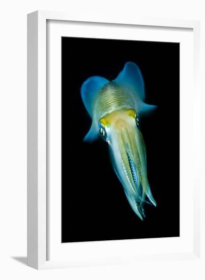 Reef Squid-Matthew Oldfield-Framed Photographic Print