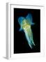 Reef Squid-Matthew Oldfield-Framed Photographic Print