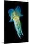 Reef Squid-Matthew Oldfield-Mounted Photographic Print