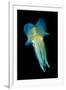 Reef Squid-Matthew Oldfield-Framed Photographic Print