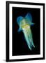 Reef Squid-Matthew Oldfield-Framed Photographic Print