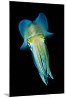 Reef Squid-Matthew Oldfield-Mounted Photographic Print