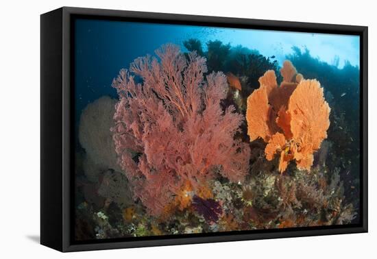 Reefscape in Raja Ampat Covered in Gorgonians, Indonesia-null-Framed Stretched Canvas