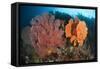 Reefscape in Raja Ampat Covered in Gorgonians, Indonesia-null-Framed Stretched Canvas