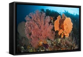Reefscape in Raja Ampat Covered in Gorgonians, Indonesia-null-Framed Stretched Canvas