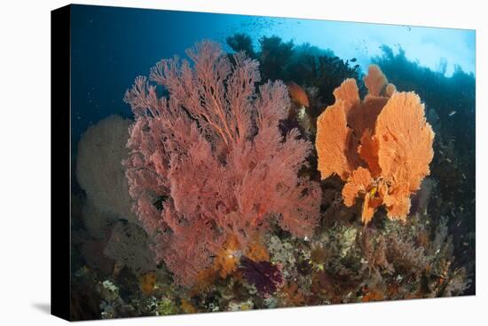 Reefscape in Raja Ampat Covered in Gorgonians, Indonesia-null-Stretched Canvas