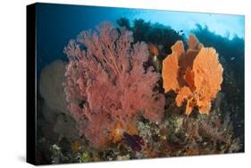 Reefscape in Raja Ampat Covered in Gorgonians, Indonesia-null-Stretched Canvas