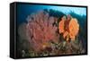 Reefscape in Raja Ampat Covered in Gorgonians, Indonesia-null-Framed Stretched Canvas