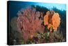 Reefscape in Raja Ampat Covered in Gorgonians, Indonesia-null-Stretched Canvas