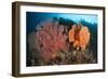 Reefscape in Raja Ampat Covered in Gorgonians, Indonesia-null-Framed Photographic Print