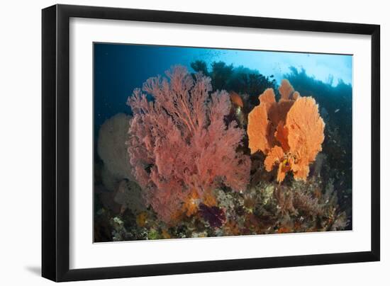 Reefscape in Raja Ampat Covered in Gorgonians, Indonesia-null-Framed Photographic Print