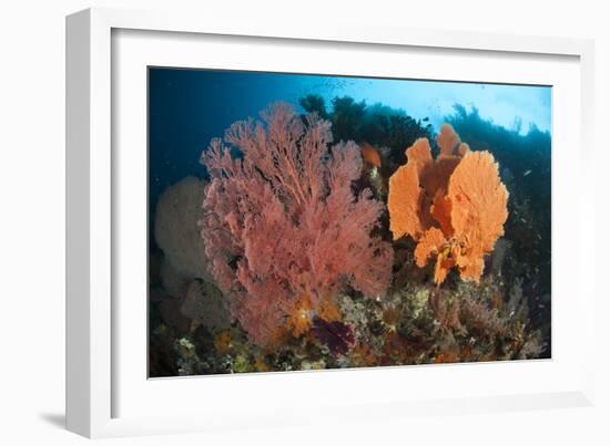 Reefscape in Raja Ampat Covered in Gorgonians, Indonesia-null-Framed Photographic Print