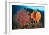 Reefscape in Raja Ampat Covered in Gorgonians, Indonesia-null-Framed Photographic Print