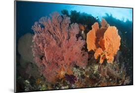 Reefscape in Raja Ampat Covered in Gorgonians, Indonesia-null-Mounted Photographic Print
