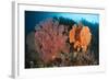 Reefscape in Raja Ampat Covered in Gorgonians, Indonesia-null-Framed Photographic Print