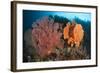 Reefscape in Raja Ampat Covered in Gorgonians, Indonesia-null-Framed Photographic Print