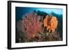 Reefscape in Raja Ampat Covered in Gorgonians, Indonesia-null-Framed Photographic Print