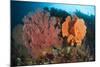 Reefscape in Raja Ampat Covered in Gorgonians, Indonesia-null-Mounted Photographic Print