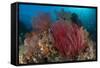 Reefscape with Grand Sea Whip and Gorgonian Sea Fans-null-Framed Stretched Canvas