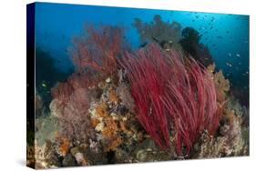 Reefscape with Grand Sea Whip and Gorgonian Sea Fans-null-Stretched Canvas