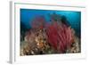 Reefscape with Grand Sea Whip and Gorgonian Sea Fans-null-Framed Photographic Print