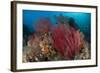 Reefscape with Grand Sea Whip and Gorgonian Sea Fans-null-Framed Photographic Print