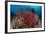 Reefscape with Grand Sea Whip and Gorgonian Sea Fans-null-Framed Photographic Print