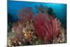 Reefscape with Grand Sea Whip and Gorgonian Sea Fans-null-Mounted Photographic Print