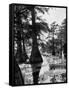 Reelfoot Lake, Tennessee, Showing Stagnant Lake Waters-Andreas Feininger-Framed Stretched Canvas