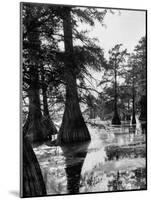 Reelfoot Lake, Tennessee, Showing Stagnant Lake Waters-Andreas Feininger-Mounted Photographic Print