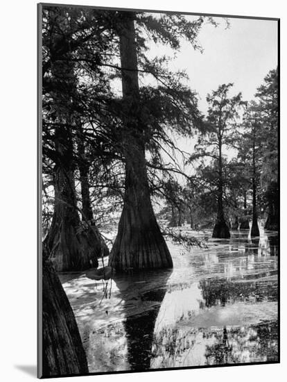 Reelfoot Lake, Tennessee, Showing Stagnant Lake Waters-Andreas Feininger-Mounted Photographic Print