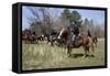 Reenactment Of Civil War Siege Of April 1862, Bridgeport, Alabama-Carol Highsmith-Framed Stretched Canvas