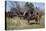 Reenactment Of Civil War Siege Of April 1862, Bridgeport, Alabama-Carol Highsmith-Stretched Canvas