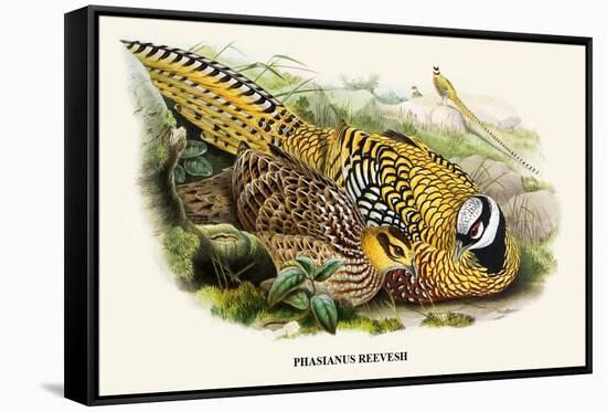 Reeve's Pheasant-Birds Of Asia-John Gould-Framed Stretched Canvas