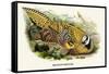 Reeve's Pheasant-Birds Of Asia-John Gould-Framed Stretched Canvas