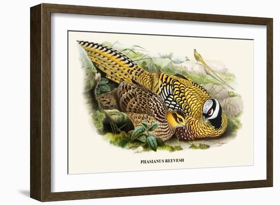 Reeve's Pheasant-Birds Of Asia-John Gould-Framed Art Print