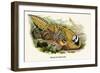 Reeve's Pheasant-Birds Of Asia-John Gould-Framed Art Print