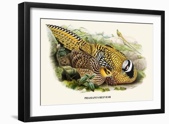 Reeve's Pheasant-Birds Of Asia-John Gould-Framed Art Print