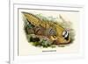 Reeve's Pheasant-Birds Of Asia-John Gould-Framed Art Print