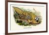 Reeve's Pheasant-Birds Of Asia-John Gould-Framed Art Print