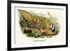 Reeve's Pheasant-Birds Of Asia-John Gould-Framed Art Print