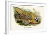 Reeve's Pheasant-Birds Of Asia-John Gould-Framed Art Print